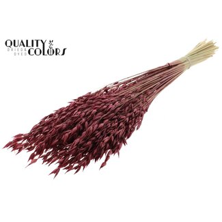 QC Gebleichter Getrockneter Hafer Premium | Farbe: Bordeauxrot | Avena Premium Trockenblumen | Länge ± 70 Zentimeter | Gewicht 200 Gramm | Pro Bund