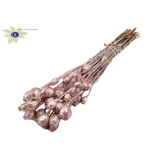 QC Gedroogde Slaapbol | Kleur: Champagnekleurig met Glitter | Papaver Somniferum Droogbloemen | Lengte ± 60 centimeter | Gewicht 200 gram | Per bos