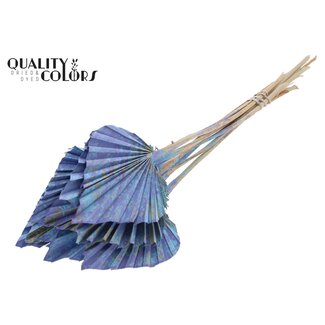QC Getrockneter Palm Spear | Farbe: Mehrfarbig Hellblau | Palmblätter in Speerform | Länge ± 50 Zentimeter | 10 Zweige pro Bund | Pro Bund