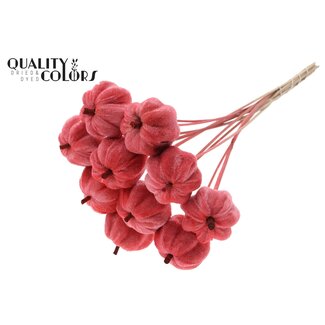 QC Velvet Pumpkin on Stick | Colour: Coral | Pumpkin Stick | Pumpkin Diameter 6 centimetres | Length ± 50 centimetres | 10 sticks per bunch