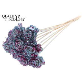 QC Shola Dahlia op stok | Kleur: Gespetterd Lichtblauw Kerskleurig | Shola Dhalya | Diameter 6 centimeter | Lengte ± 50 centimeter | 10 bijstekers per bos | Per bos