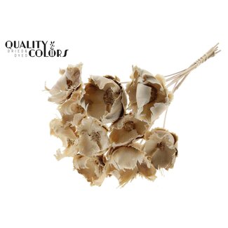 QC Dried Bleached Palm Cup on Stem | Colour: Frosted White | Length ± 50 centimetres | 10 stems per bunch