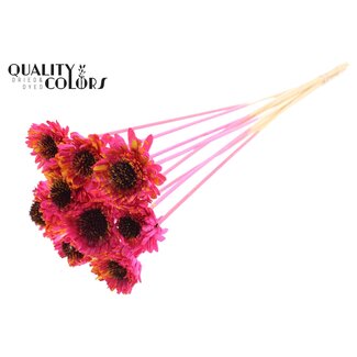 QC Shola Daisy Sunflower on stick | Colour: Speckled Cherry-coloured Yellow | Shola Daisy Sunflower | Diameter 6 centimetre | Length ± 50 centimetre | 10 accessory picks per bunch | Per bunch
