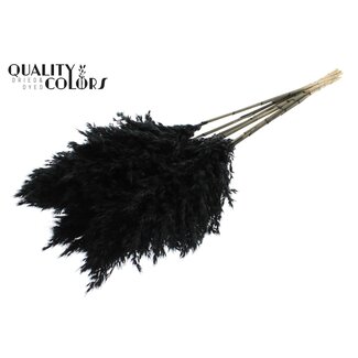 QC Dried Pampas Plumes | Colour: Black | Pampas Dried Flowers | Length ± 70 centimetres | 10 plumes per bunch | Per bunch