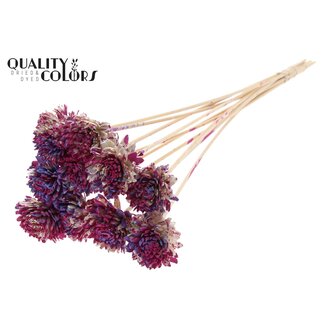 QC Shola Zinnia Flower on stem | Colour: Multicoloured Cherry-coloured Milky purple | Shola Zinia | Diameter 6 centimetre | Length ± 50 centimetre | 10 picks per bunch | Per bunch