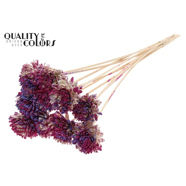 Shola Zinnia Fleur sur tige | Couleur: Multicolore Cerise Violet laiteux | Shola Zinia | Diamètre 6 centimeter | Longueur ± 50 centimeter | 10 piques d'appoint par bouquet | Par bouquet