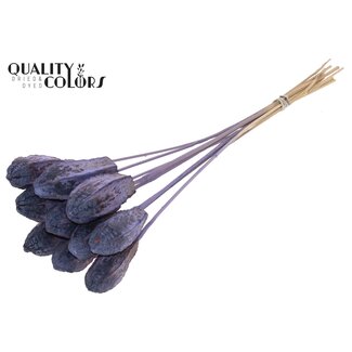 QC Mahonie Zaadpeul op stok | Kleur: Frosted Milkapaars | Swietenia Mahagoni Droogvruchten Bijsteker | Lengte bijsteker ± 50 centimeter | 10 bijstekers per bos