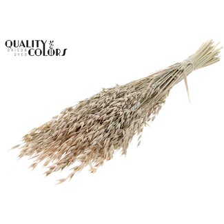 QC Avoine Séchée Premium | Couleur : Blanc Givré | Avena Fleurs Séchées Premium | Longueur ± 70 centimètres | Poids 200 grammes | Par bouquet