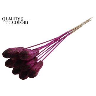 QC Mahogany Seed Pod on Stick | Colour: Lilac | Swietenia Mahagoni Dried Fruit Stick | Stick Length ± 50 centimetres | 10 sticks per bunch