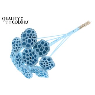 QC Gedroogde Lotus Peulen op stok | Kleur: Lichtblauw | Diameter Lotus 5 - 7 centimeter | Lengte bijsteker ± 50 centimeter | 10 bijstekers per bos