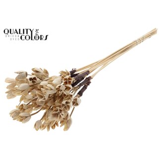 QC Bowls on stick | Colour: Bleached Natural | Beech Nut Seed Pod Pick | Length ± 50 centimetres | 10 picks per bunch