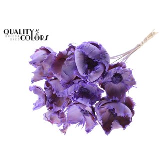 QC Dried Bleached Palm Cup on stem | Colour: Purple | Length ± 50 centimetres | 10 stems per bunch