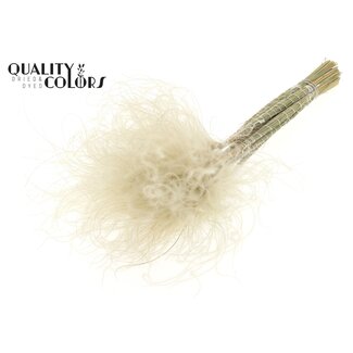 QC Herbe de la pampa séchée Stipa | Couleur : Blanc Naturel | Fleurs séchées Stypha Penata | Longueur ± 60 centimètres | 10 plumes par bouquet | Par bouquet