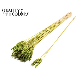 QC Getrockneter Weizen | Farbe: Hellgrün | Triticum Trockenblumen | Länge ± 55 Zentimeter | 3 Zweige pro Bündel | 25 Bündel pro Bund | Pro Bund