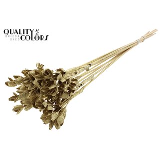 QC Bowls on a stick | Colour: Gold | Beech Nut Seed Pod Insert | Length ± 50 centimetres | 10 inserts per bunch