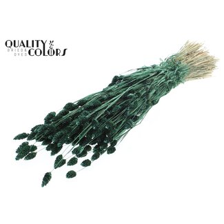 QC Phalaris séchée | Couleur : Vert Perle | Herbe à canari Fleurs séchées | Longueur ± 60 centimètres | Poids 220 grammes | Par bouquet