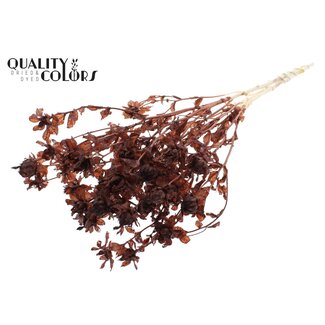 QC Carthamus Séché Blanchi | Couleur : Marron | Fleurs Séchées de Carthame ou Bidens | Longueur ± 70 centimètres | Par bouquet