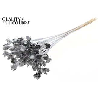 QC Bowls on stick | Colour: Silver-coloured | Beech Nut Seed Pod Pick | Length ± 50 centimetres | 10 picks per bunch
