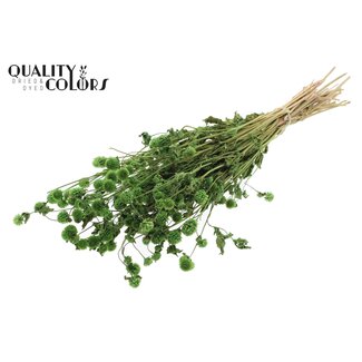 QC Getrocknete Kugelamaranth | Farbe: Grün | Gomphrena Trockenblumen | Länge ± 60 Zentimeter | Pro Bund