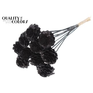 QC Halve Dennenappel op stok | Kleur: Zwart | Diameter 5 - 7 centimeter | Lengte ± 50 centimeter | 10 bijstekers per bos