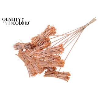 QC White Lady Posy on Stick | Colour: Frosted Salmon | White Lady Posy Plant Stake | Length ± 50 centimetres | 10 stakes per bunch