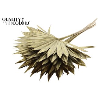 QC Getrocknete Palm Sun Spear | Farbe: Goldfarben | Palmblätter in Fächerform | Länge ± 50 Zentimeter | 10 Zweige pro Bund | Pro Bund