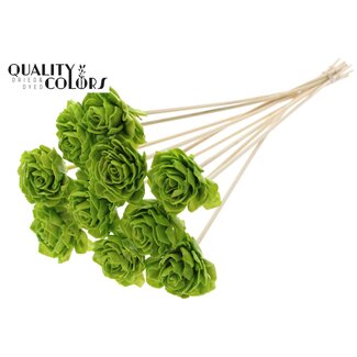 QC Shola Dahlia with wax on stem | Colour: Light green | Shola Dhalya | Diameter 6 centimetre | Length ± 50 centimetre | 10 picks per bunch | Per bunch