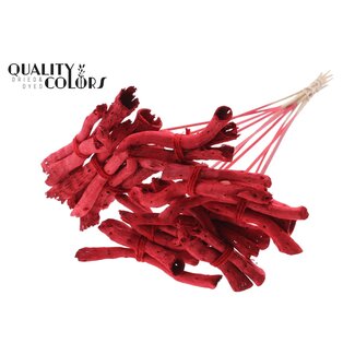 QC Gandiraj Schors op stok | Kleur: Rood | Gandiraj Bijsteker | Lengte ± 50 centimeter | 10 bijstekers per bos