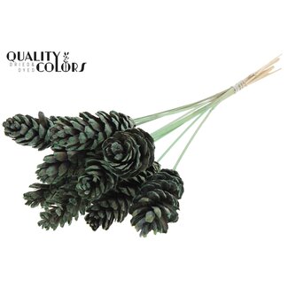 QC Strobus Dennenappel op stok | Kleur: Frosted Mintgroen | Dennenappel Bijsteker | Lengte ± 50 centimeter | 10 bijstekers per bos