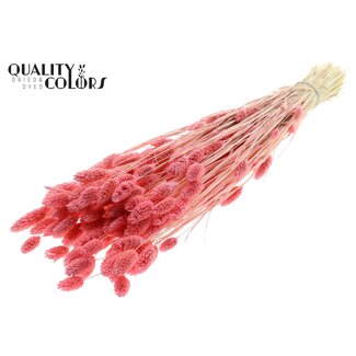 QC Gedroogde Gebleekte Phalaris | Kleur: Roze | Kanariegras Droogbloemen | Lengte ± 70 centimeter | Gewicht 220 gram | Per bos