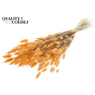 QC Getrocknete Hasenschwänzchen Premium | Farbe: Lachsfarben | Lagurus Ovatus Trockenblumen | Länge ± 60 Zentimeter | Gewicht 60 Gramm | Pro Bund