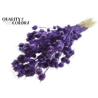 QC Gedroogd Juffertje-in-het-groen | Kleur: Paars | Nigella Droogbloemen | Lengte ± 45 centimeter | Gewicht 150 gram | Per bos