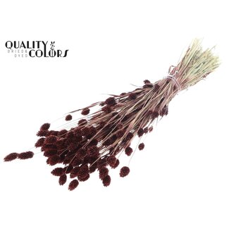 QC Phalaris séchée | Couleur : Brun | Fleurs séchées de canari | Longueur ± 60 centimètres | Poids 220 grammes | Par bouquet