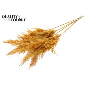 QC Gedroogde Pampas Pluimen | Kleur: Abrikooskleurig | Pampas Droogbloemen | Lengte ± 100 centimeter | 5 pluimen per bos | Per bos