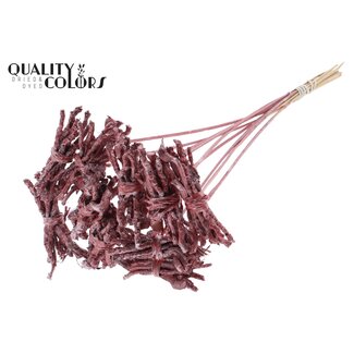 QC Decoratieve Coco Rose Boeketje op stok | Kleur: Metallic Rood | Coco Rose Posy Bijsteker | Lengte bijsteker ± 50 centimeter | 10 bijstekers per bos