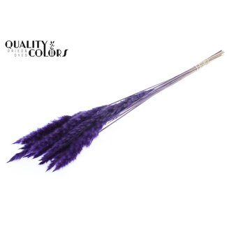 QC Gedroogde Fluffy Pampas Pluimen | Kleur: Paars | Lengte ± 70 centimeter | 10 pluimen per bos | Per bos