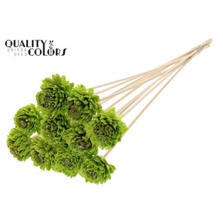 QC Shola Zinnia met was op stok | Kleur: Lichtgroen | Shola Zinia | Diameter 6 centimeter | Lengte ± 50 centimeter | 10 bijstekers per bos | Per bos