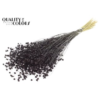 QC Dried Lino Flax | Colour: Black | Linum Dried Flowers | Length ± 50 centimetres | Weight 150 grams | Per bunch
