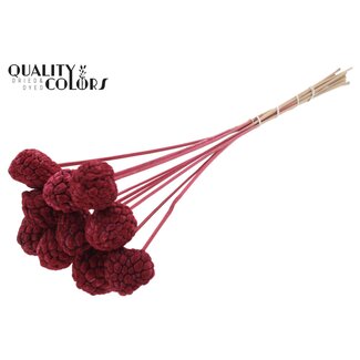 QC Bleached Atta Fruit on stick | Colour: Bordeaux red | Custard Apple Pick | Length ± 50 centimetres | 10 picks per bunch