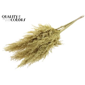 QC Dried Pampas Plumes | Colour: Frosted Yellow | Pampas Dried Flowers | Length ± 100 centimetres | 5 plumes per bunch | Per bunch