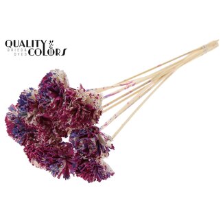 QC Shola Houten Karnish Flower on stick | Colour: Multicoloured Cherry-coloured Milkapurple | Shola Karnish Flower Stick | Flower diameter 6 centimetres | Stick length ± 50 centimetres | 10 sticks per bunch