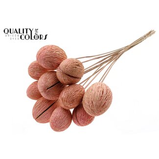 QC Gebleekte Mintolla Zaaddoos op stok | Kleur: Lichtroze | Pong Pong Mintolla Bijsteker Droogdecoratie | Lengte ± 50 centimeter | 10 bijstekers per bos