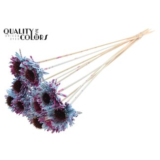 QC Shola Wooden Daisy Sunflower on stick | Colour: Speckled Light Blue Cherry Colour | Shola Daisy Sunflower Flower Stick | Flower diameter 6 centimetres | Stick length ± 50 centimetres | 10 sticks per bunch