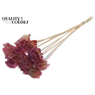 QC Shola Karnish Blume am Stiel | Farbe: Rosa Farbverlauf | Durchmesser 6 centimeter | Länge ± 50 centimeter | 10 Blumenstecker pro Bund | Pro Bund