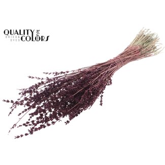 QC Getrockneter Lavendel | Farbe: Bordeauxrot | Lavendel Trockenblumen | Länge ± 50 Zentimeter | Pro Bund