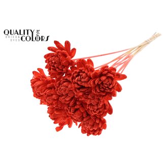 QC Shola Wooden Rose on Stem | Colour: Coral | Shola New Beauty Rose Stem | Rose Diameter 8 centimetres | Stem Length ± 50 centimetres | 10 stems per bunch