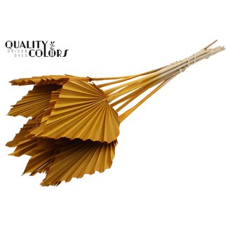 QC Dried Palm Spear | Colour: Apricot | Spear-Shaped Palm Leaves | Length ± 50 centimetres | 10 stems per bunch | Per bunch