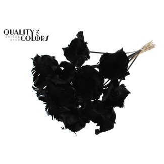 QC Dried Bleached Palm Cup on stem | Colour: Black | Length ± 50 centimetres | 10 stems per bunch