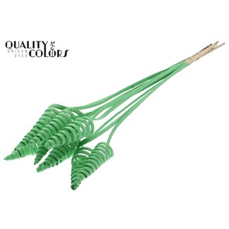 QC Palm Spiral on Stem | Colour: Mint Green | Cane Cone Plant Stake | Stake Length ± 50 centimetres | Per 10 stakes