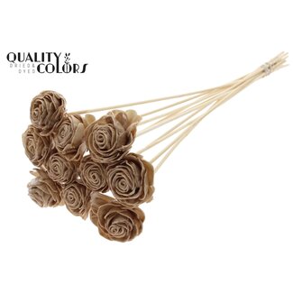 QC Shola rose with wax on stem | Colour: Beige | Shola Beauty Rose | Diameter 6 centimetre | Length ± 50 centimetre | 10 picks per bunch | Per bunch